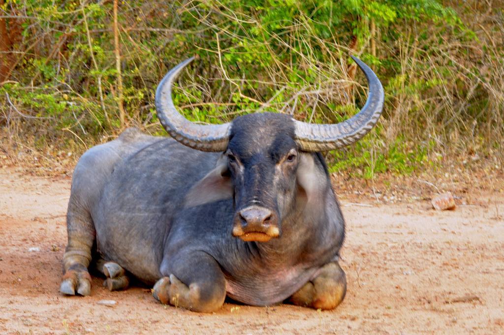 Wild Panthera Yala Tissamaharama Bagian luar foto