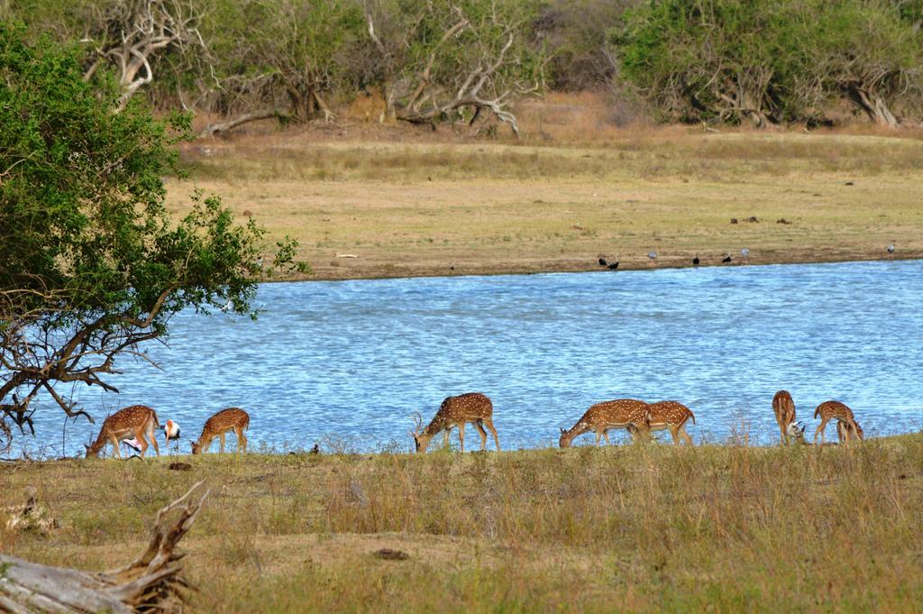 Wild Panthera Yala Tissamaharama Bagian luar foto