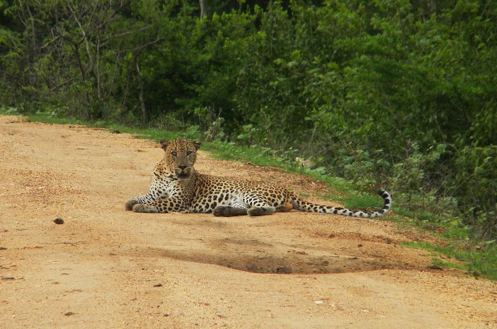 Wild Panthera Yala Tissamaharama Bagian luar foto